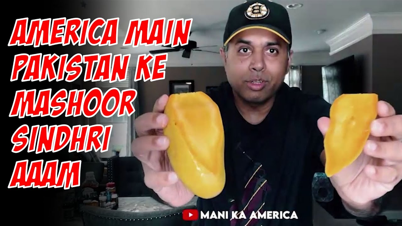 Pakistani Famous Sindhri Mango In America | America Main Sindhri AAM | @manikaamerica #mango