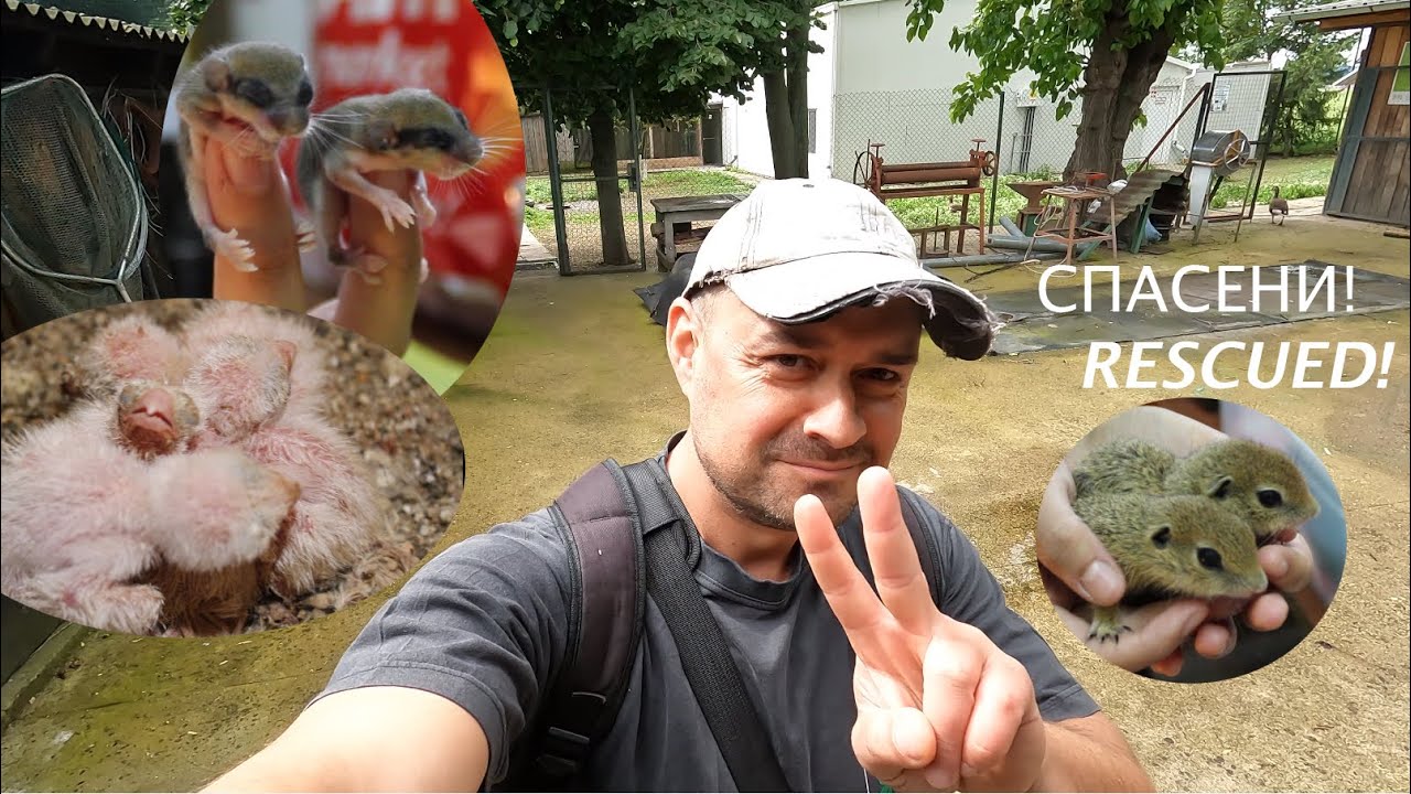 СПАСЕНИ RESCUED #animals #животни #птицы #wildlife #природа #conservation #екологія #birds