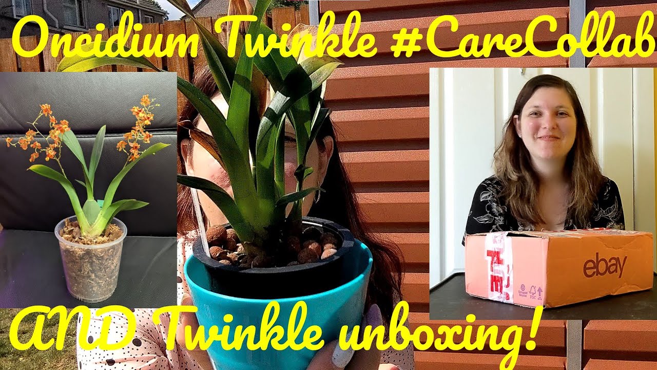 Oncidium Twinkle #CareCollab AND Unboxing a new Twinkle! 🌟