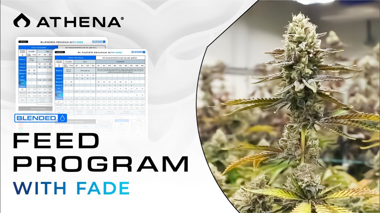 Athena&reg; Blended Line Feed Schedule with Fade