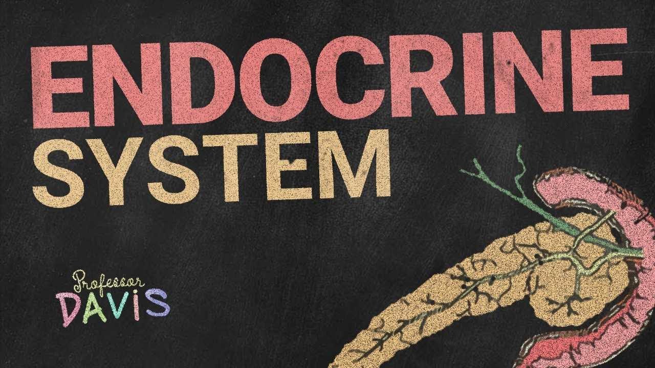 Endocrine System
