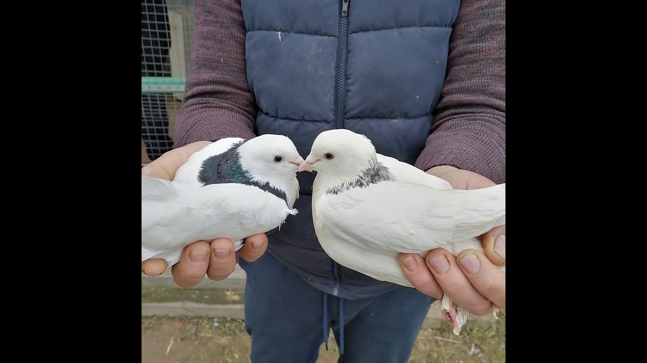Бакинские голуби , линия Арифа . Племенные голуби.#pigeons#      Часть 1-ая.