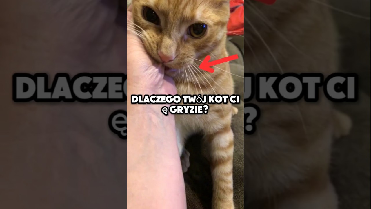 Dlaczego Tw&oacute;j kot Cię gryzie?😾🐾