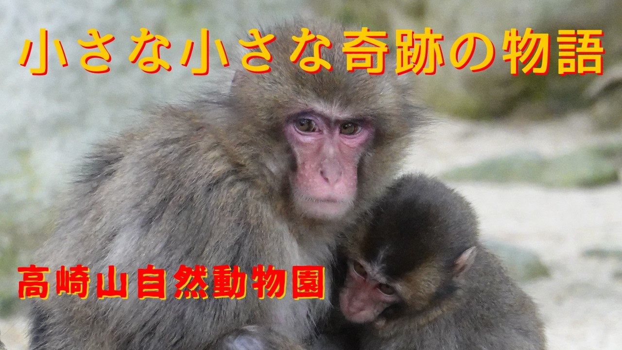 小さな小さな奇跡の物語 …【高崎山自然動物園 モンキーパーク】