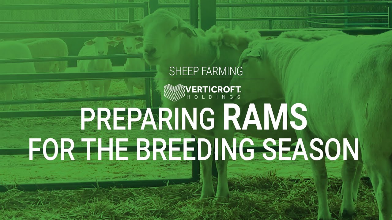 Preparing RAMS For The Breeding Season | Sheep Farming | Verticroft Holdings | Ryan Singlehurst