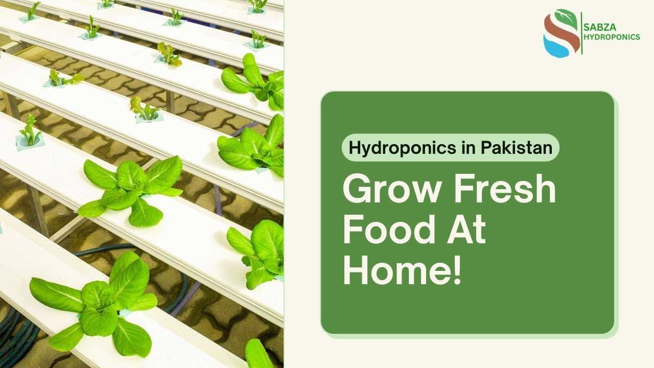 NFT Hydroponics Setup | Sabza Hydroponics | Grow Fresh Food at Home | What is Hydroponics?