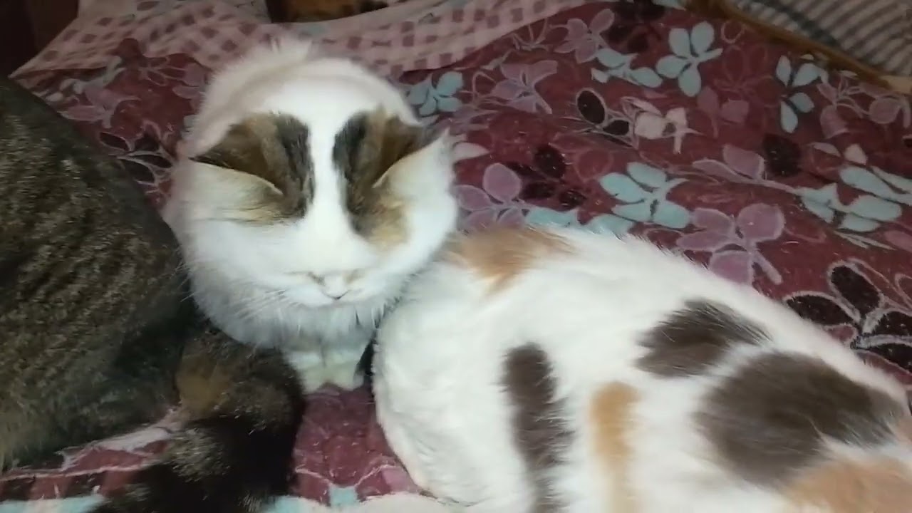 А КТО В ДОМИКЕ ЖИВЕТ??🥰😂СНОВА ВОСПОМИНАНИЯ И ТЕПЛЫЕ КОТИКИ!😺👀