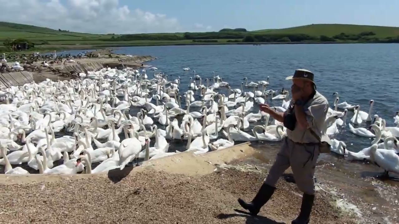 AbbotsBury Swannery & Subtropical Gardens - Memories of a day out.