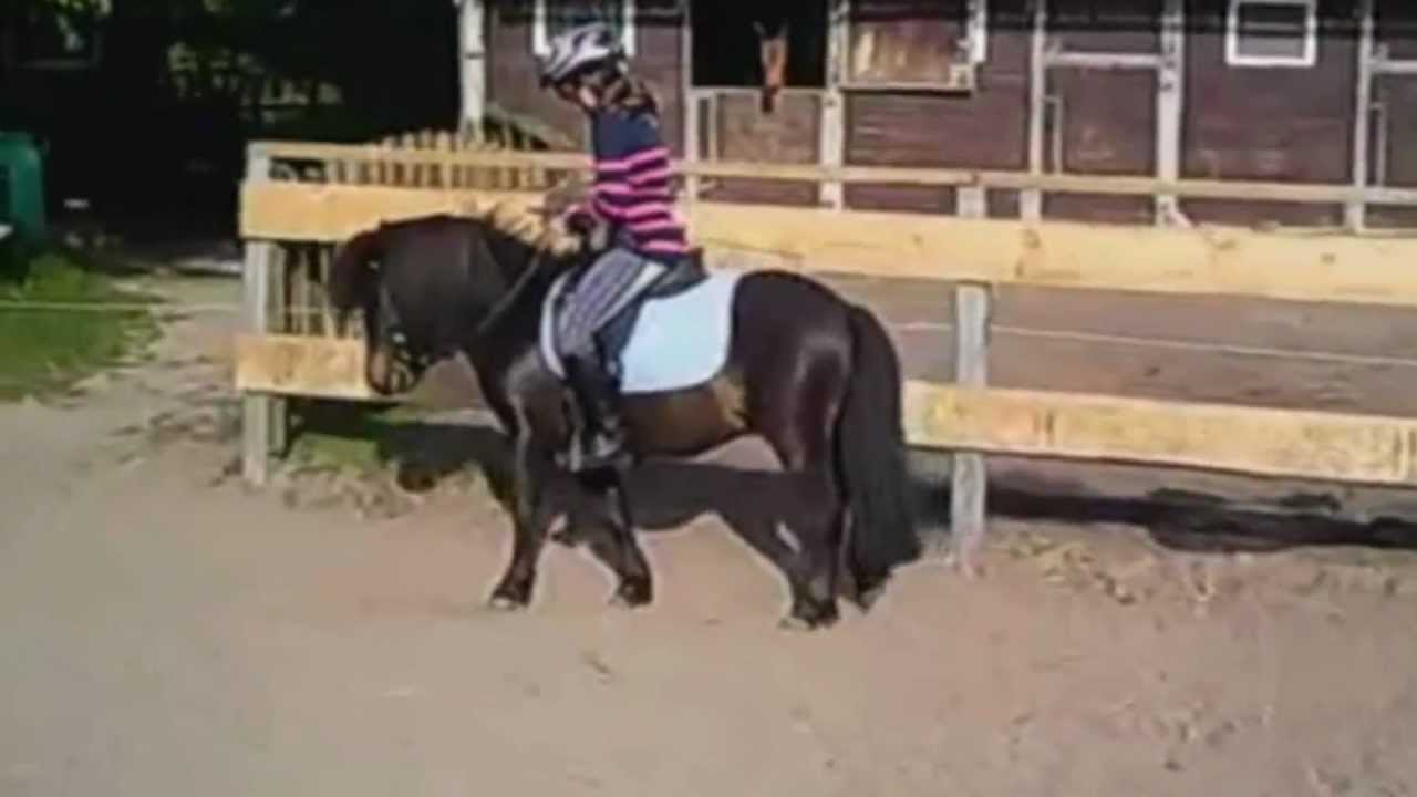 Original Shetlandpony zu Verkaufen    *Verkauft!*
