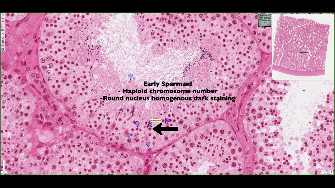 Histology of the Seminiferous Tubules & Interstitium 4K