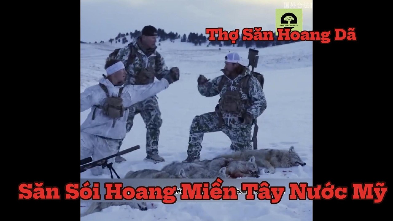 Sinh Tồn Nơi Hoang Dã  - Săn Sói Hoang Miền Tây Nước Mỹ #sinhtonhoangda #survival