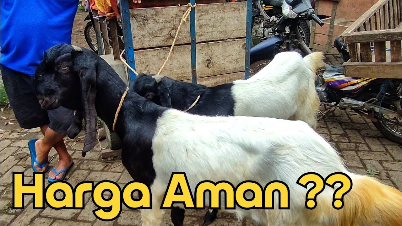 HARGA AMAN ??? PASAR PON DURENAN TRENGGALEK.