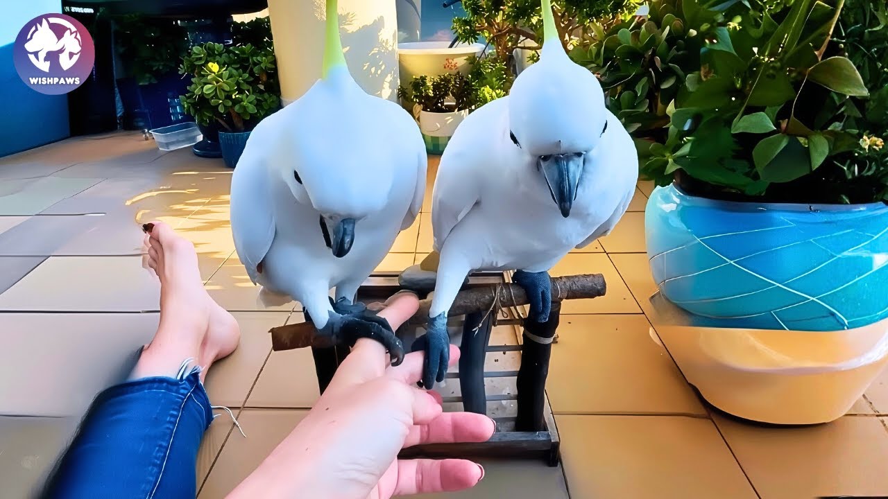 She Left Her Balcony Open And Two Wild Parrots Chose Her Morning Forever