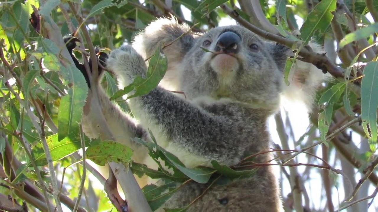 Stevie - a wild koala eating eucalyptus leaves
