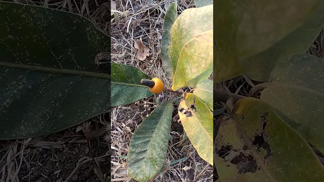 jeedi pandu
