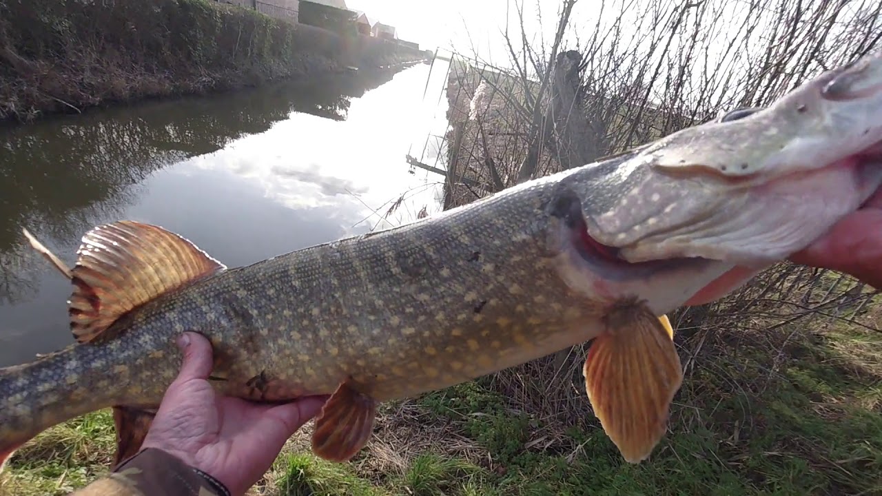 Poldergenot 1, vissen op snoek in de polder