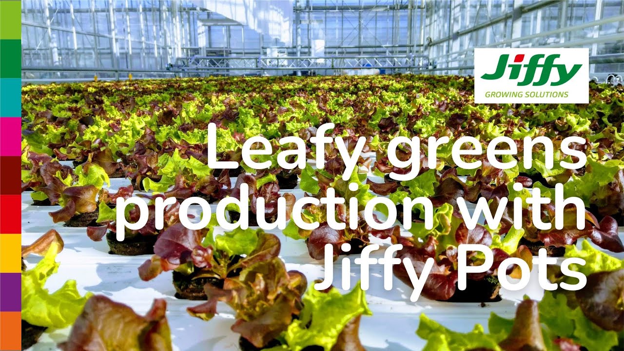 Jiffy Pots for Leafy Greens in China