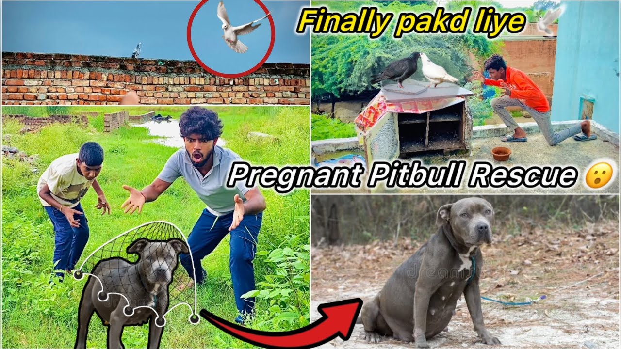 Buri halat main Mila Pitbull Dog 😮 || 1 mahine Baad kabutar pakda gya 🤩