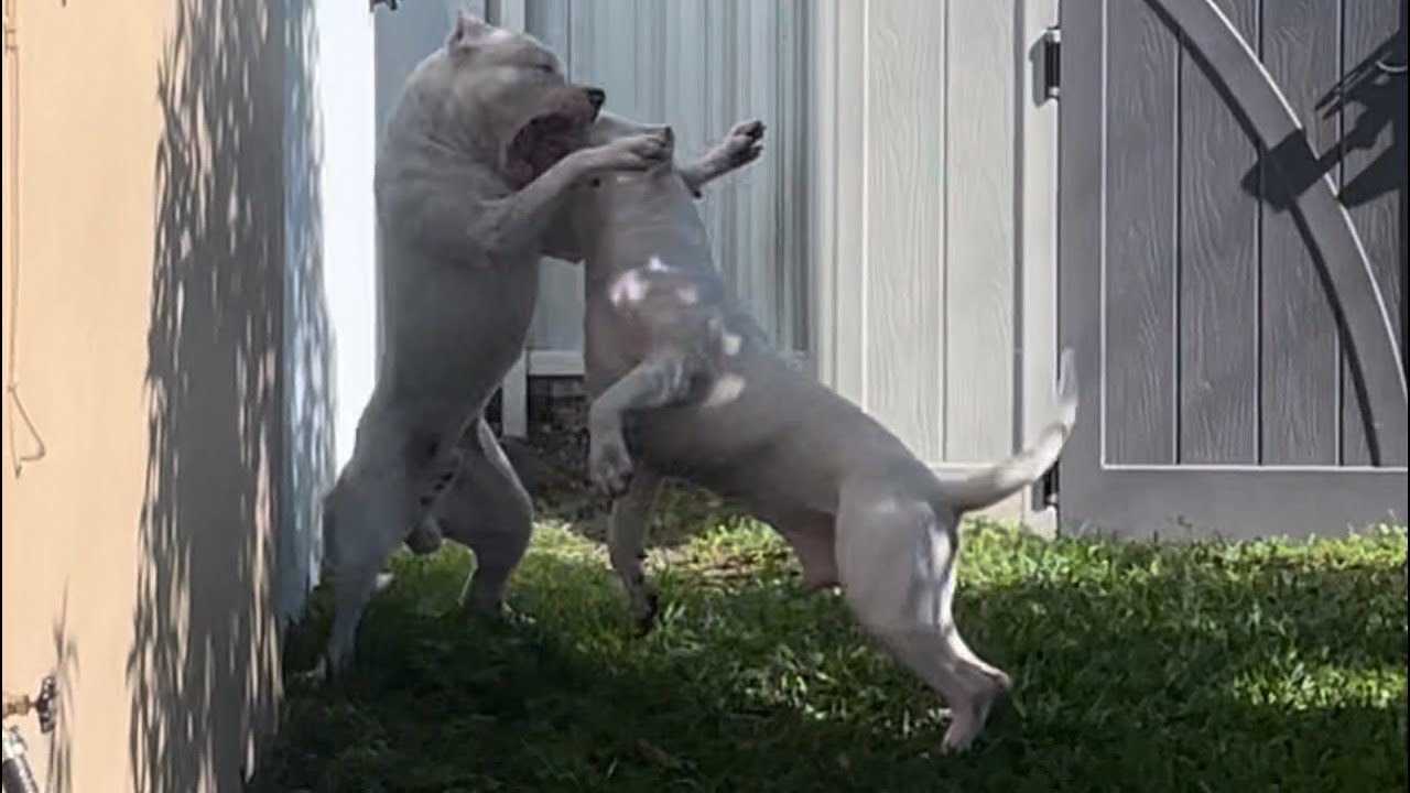 Dogo argentinos alpha male gets challenged  by younger male 😳 both are ok and playing again ‼️