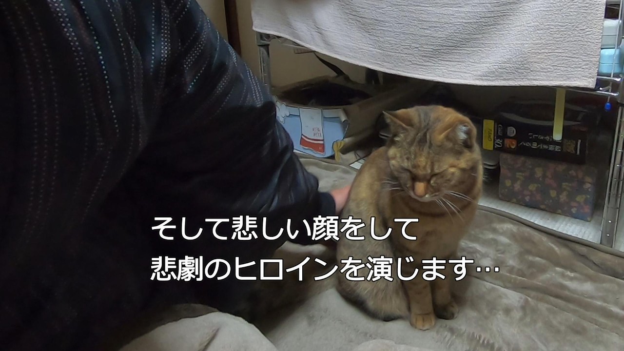 オヤツを騙し食いしようとする娘猫の手口が見え見えでｗ