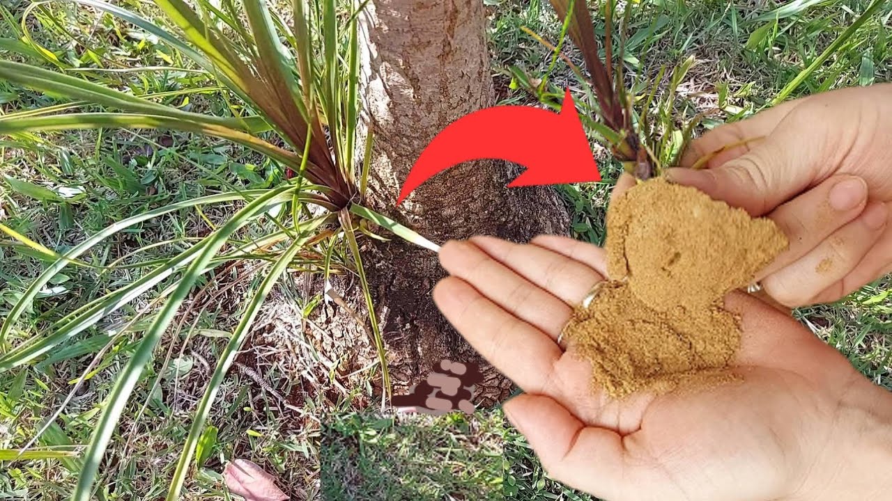 Como fazer MUDA de PATA de ELEFANTE fácil e SIMPLES