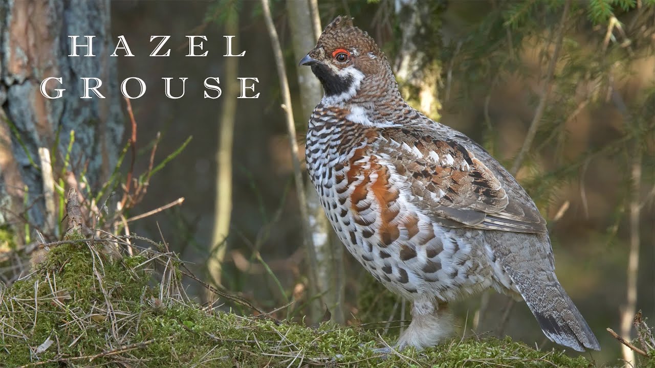 Bird sounds. Hazel grouse singing in the spring forest.