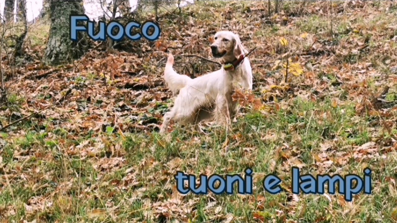 Beccacce con Antonio Tufaro e i suoi setter : Fuoco, tuoni e lampi