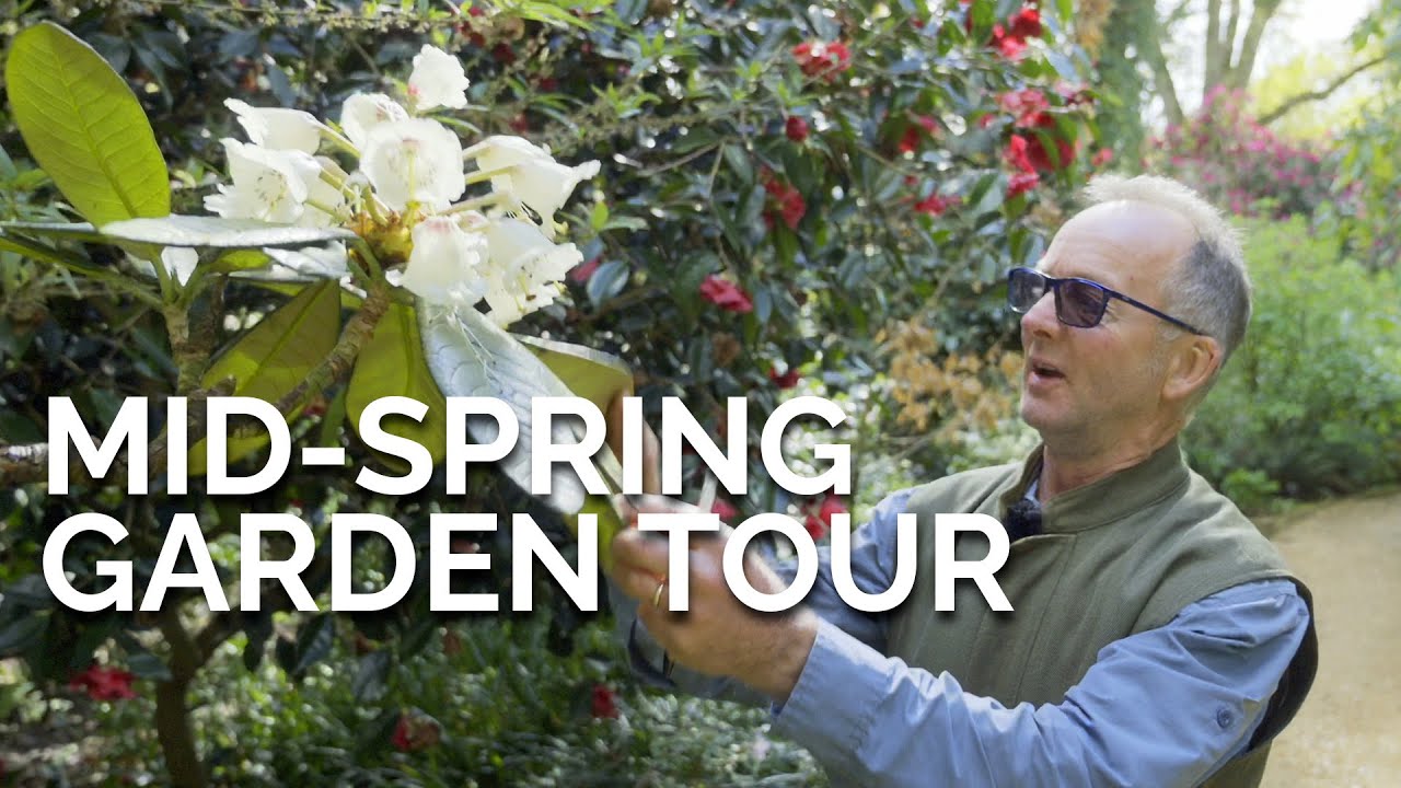 Magnolias and Rhododendrons aplenty! Mid-Spring Garden Tour at Abbotsbury