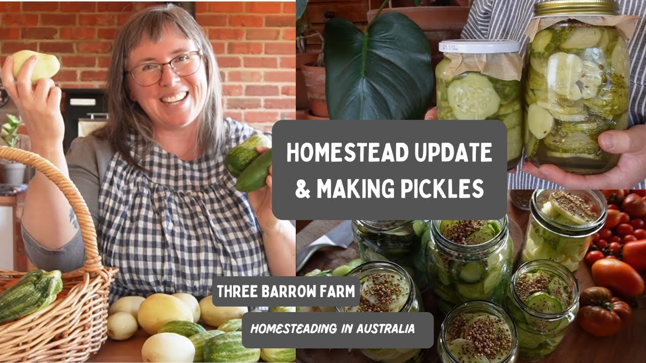 Australian Homestead: What's New and Pickling Cucumbers (Growing Food in Victoria Cold Zone 9B)
