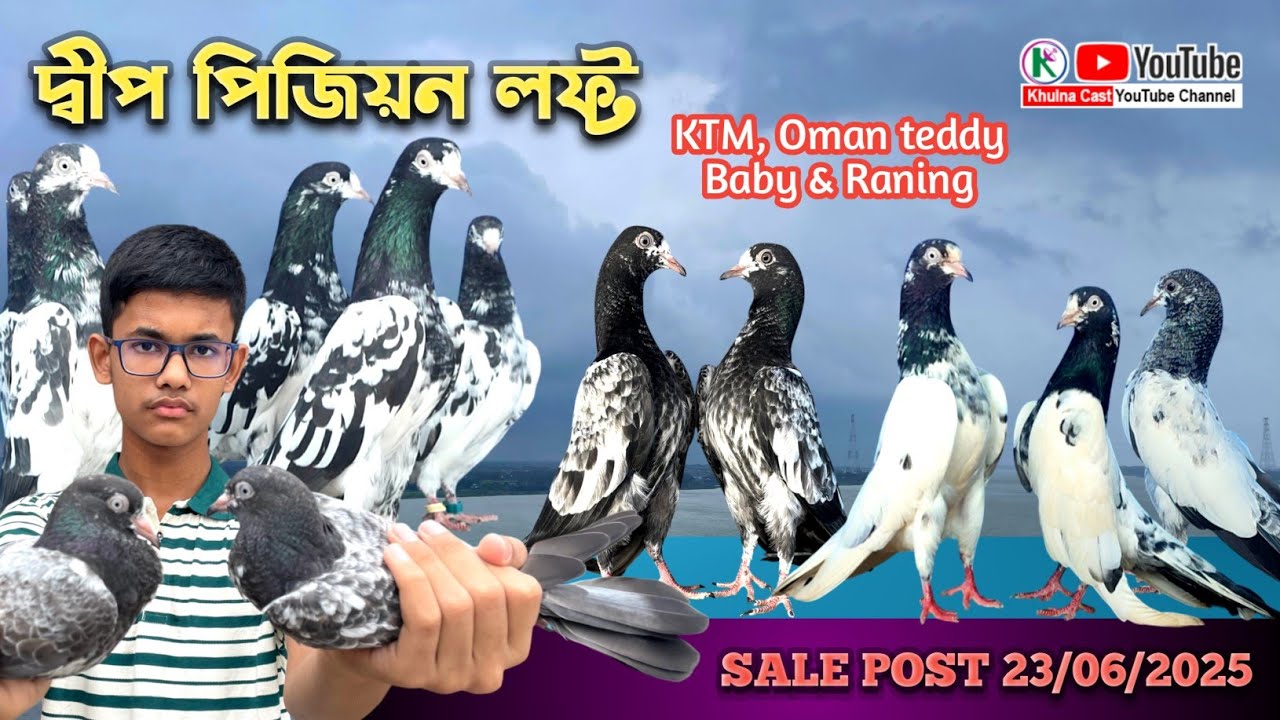 KTM and OMAN Teddy Raning & Baby pigeon।। হাই রেঞ্জের টেডি কবুতর বিক্রি হবে।। #pigeon #teddypigeons