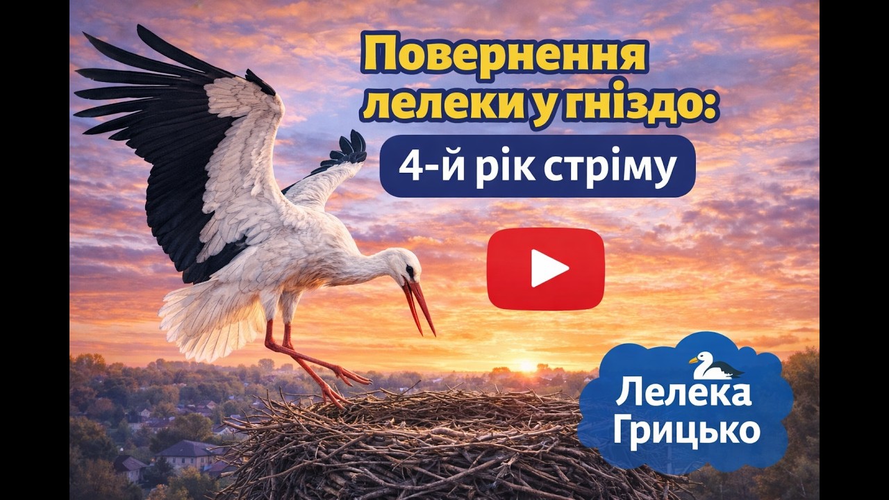 Історія лелек із гнізда в Леляках та коли чекати їх повернення 🕊️
