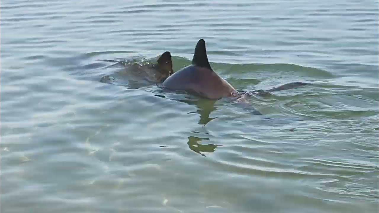 Monkey Mia Dolfins