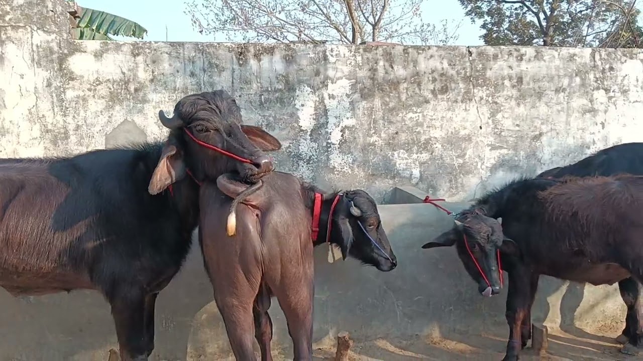 अंकित राजपुर कला एक नए युवा सुंदर बच्चे इनके पास हर समय मिलते हैं पट्टी पर तैयार बच्चे घोड़े जैसे 👍🐃