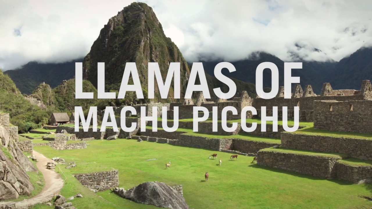 Llamas and Alpacas of Machu Picchu