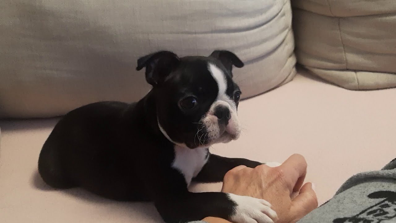The new puppy ; Boston terrier Frida gets zoomies  Follow her   https://youtu.be/zf1gecYOKrc