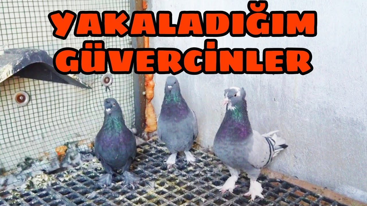 KARANTİNA BİTTİ KAÇAK GÜVERCİNLER  ARTIK UÇUM KÜMESİNDE