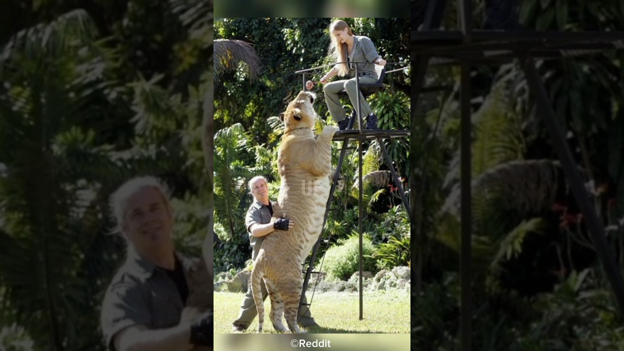 World Biggest Liger | The Beast