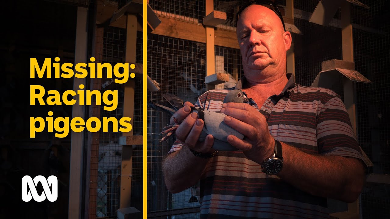 Missing racing pigeons leave pigeon racers scratching around for answers | ABC Australia