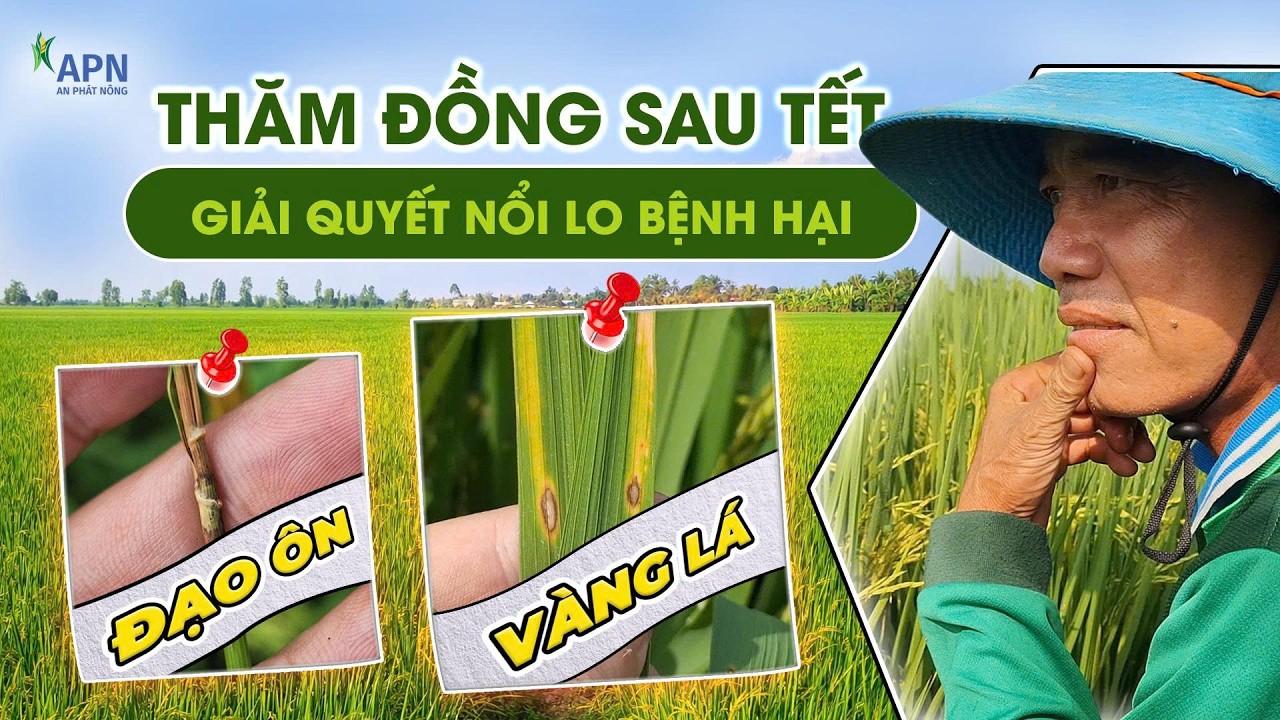 APN - GIẢI QUYẾT NỔI LO BỆNH HẠI - VÀNG LÁ - ĐẠO ÔN | THĂM ĐỒNG SAU TẾT | ĐÔNG XUÂN 2026