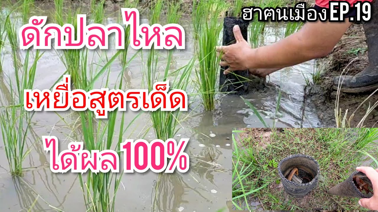 ดักปลาไหล ตุ้มปลาไหล สูตรเหยื่อปลาไหล เข้าดีที่สุด ฮาฅนเมืองEp.19