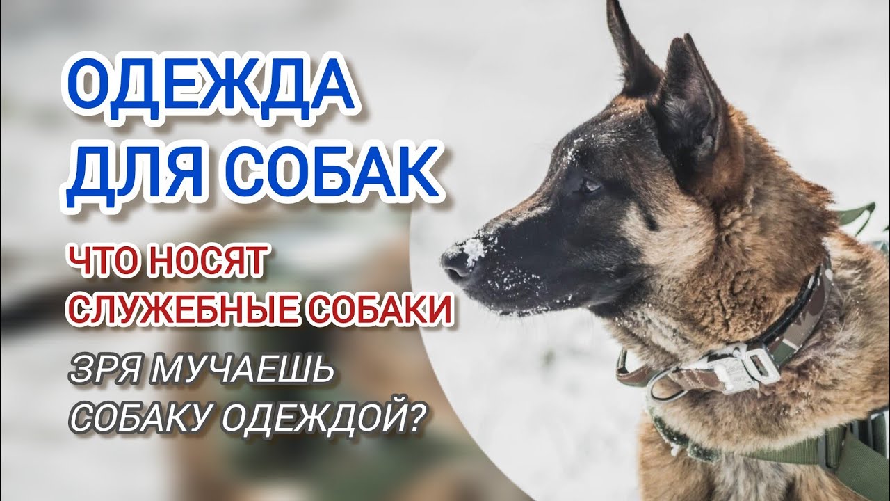 Нужна ли одежда собаке зимой? Советы кинолога