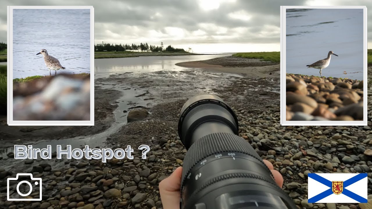 Is Hartlen Point really Nova Scotia's BEST BIRDING Location ? (POV Bird Photography)