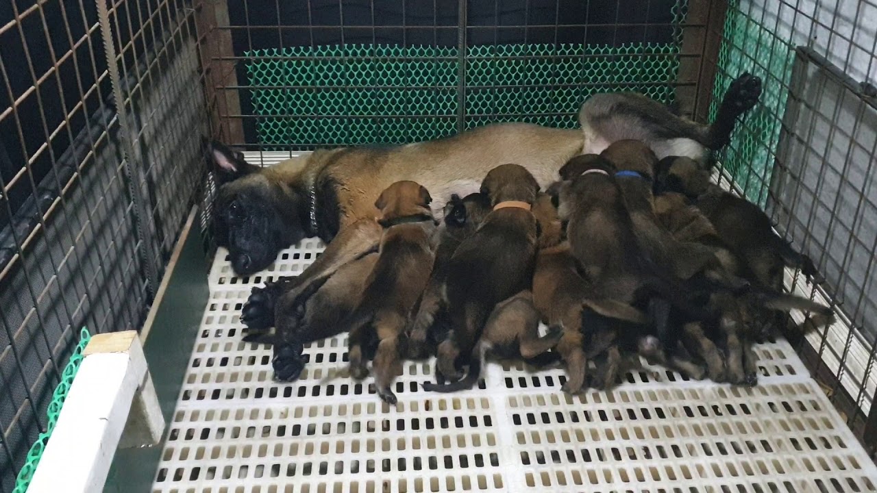 Belgian Malinois Breast Feeding her 12 puppies.