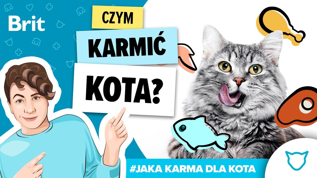 JAKA KARMA DLA: kota? Czym karmić kota? – Brit Polska