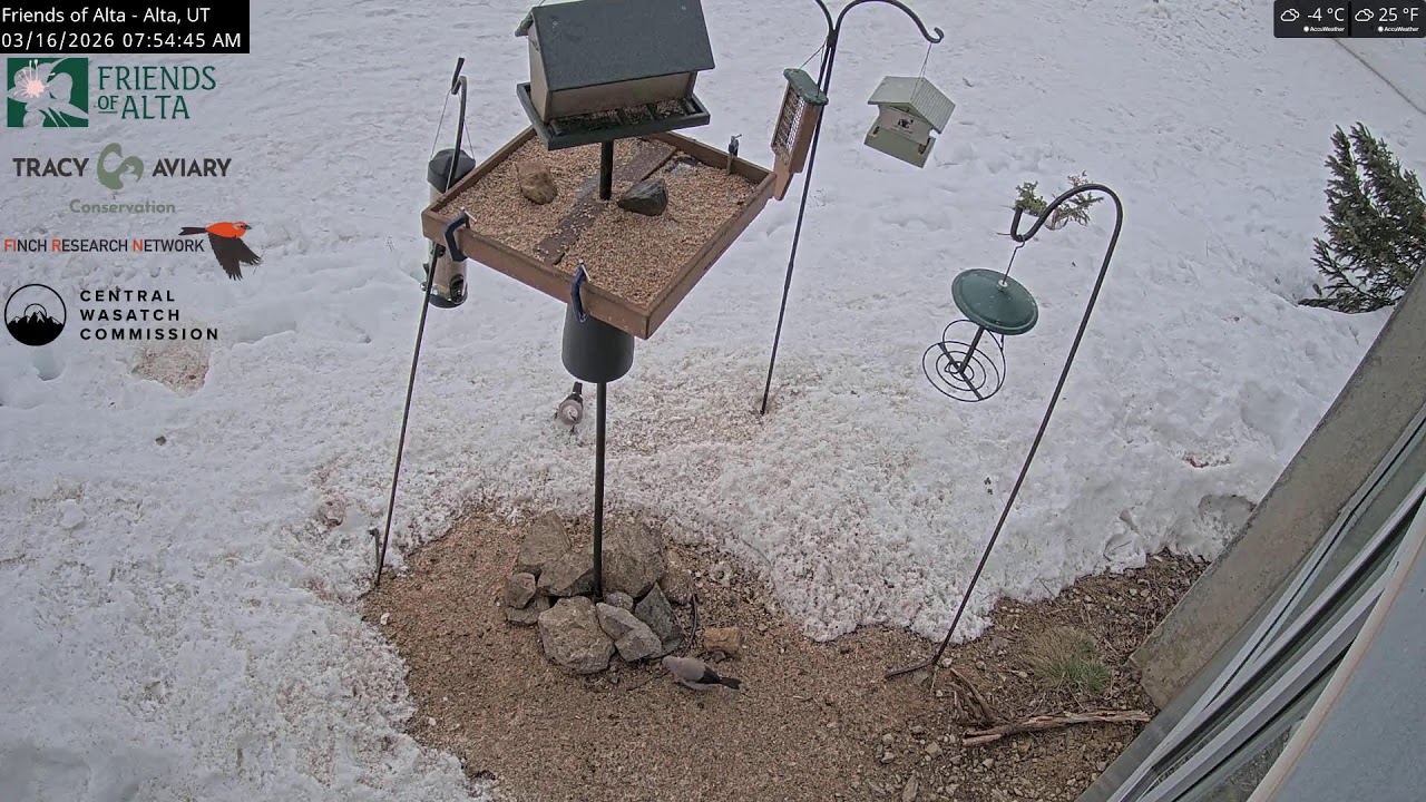 2026-03-15 - Night - Friends of Alta - Alta, UT - Live Stream Bird Feeder Cam (FiRN)