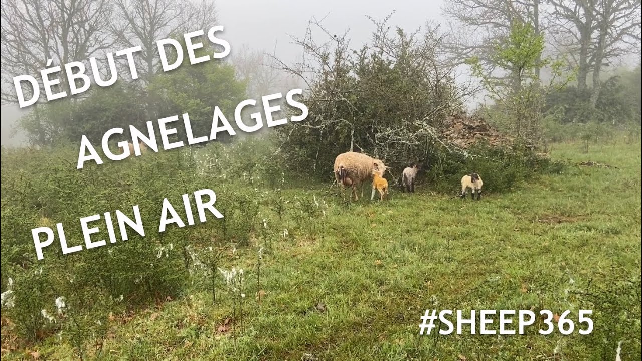 Début des AGNELAGES plein air, MAI 2020