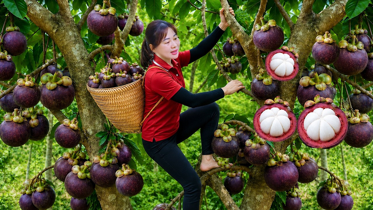 How to Harvesting 100Kg Mangosteens - Amazing Summer Fruit! Picking & Taste Test