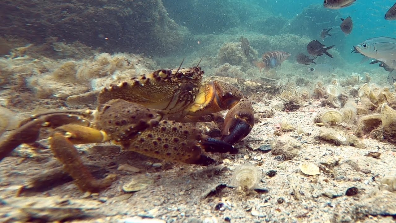 Bruma YUKI SARGO - Moj žbirac i ja! 1.dio
