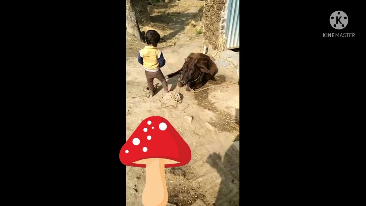 sumit babu// enjoy with cow baby//hit songs //masti video //sumit babu vlogs video