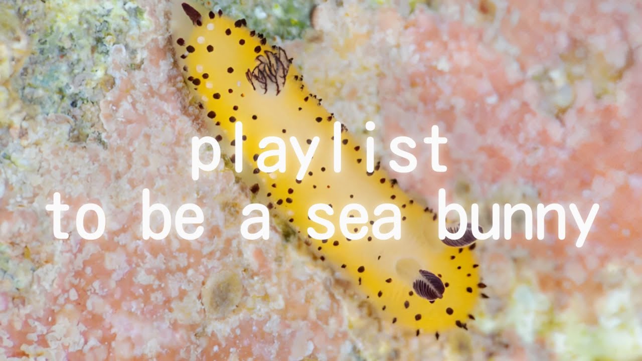 ꒰ᐢ. .ᐢ꒱ | playlist to be a sea bunny
